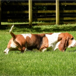 Bertrude