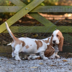 DSC_9597 web material