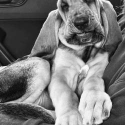 puppy-01