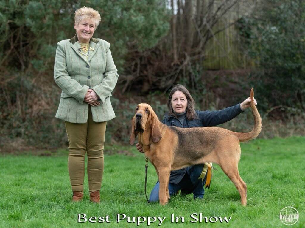 Bloodhound Club Open Show