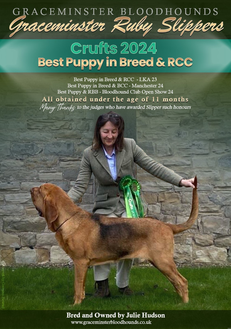 Graceminster Crufts 2024