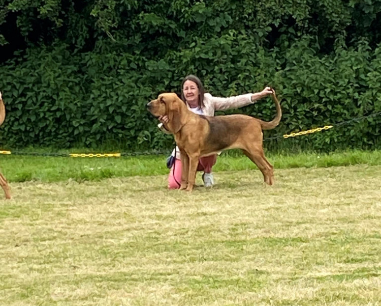 Champion Greaceminster Ruby Slippers